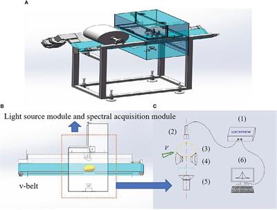 Online inspection of blackheart in potatoes using visible-near infrared spectroscopy and interpretable spectrogram-based modified ResNet modeling